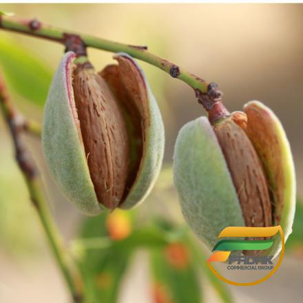 Best Distributor of Green Almonds 