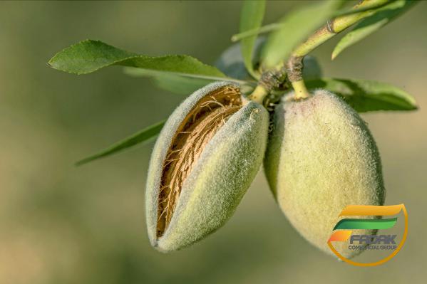 Health Benefits of Green Almonds