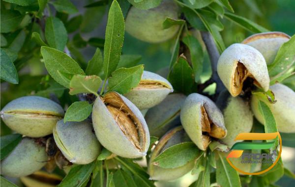 Information and Facts about Green Almonds