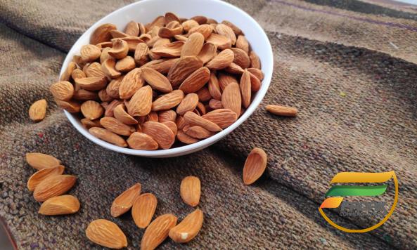 How to Identify Mamra Almonds from Normal Ones?