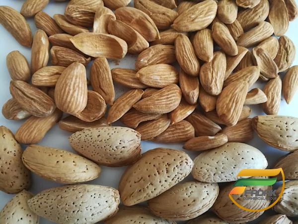 Stone Almond Premium Quality Supplier 