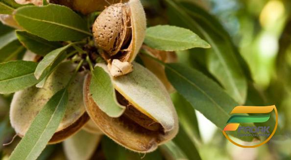 High Quality Almonds to Export