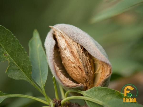 7 Most Popular Almonds in the World