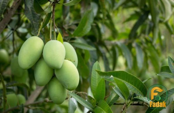 Massive Tonnage Distribution of Almond Fruits in the Market