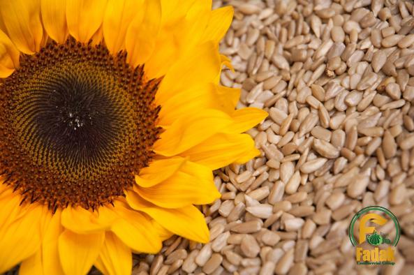 Buy and price of sunflower seeds bulk Canada