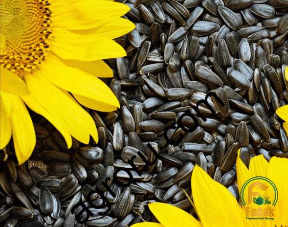 Buy bigs sunflower seeds bulk at an exceptional price