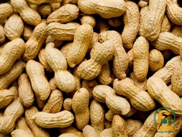 Buy roasted peanuts Costco + great price with guaranteed quality