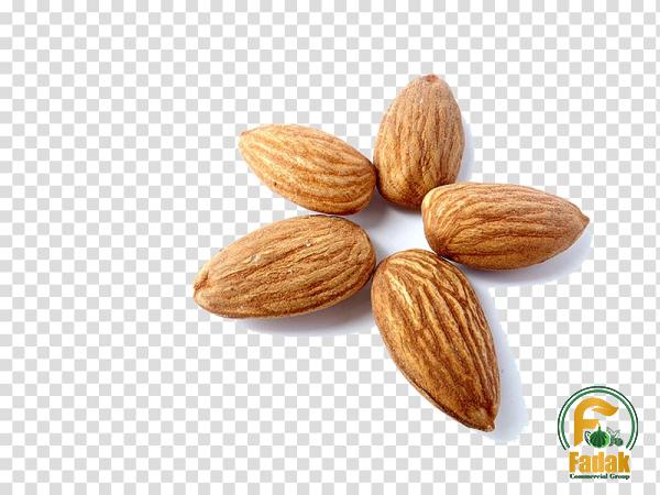 Specifications of nut