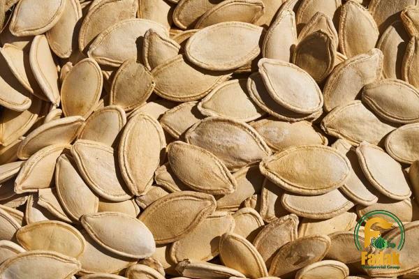 Buy the latest types of giant pumpkin seeds